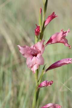 Image of Gladiolus oppositiflorus Herb.