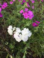 Image of annual phlox