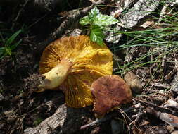 Phylloporus pelletieri (Lév.) Quél. 1888的圖片