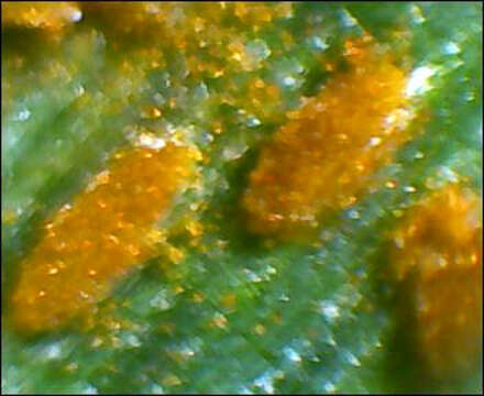 Image of Puccinia recondita Roberge ex Desm. 1857