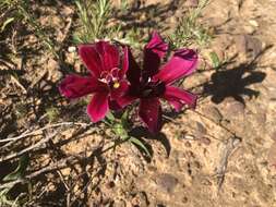 Image of Sparaxis grandiflora subsp. grandiflora