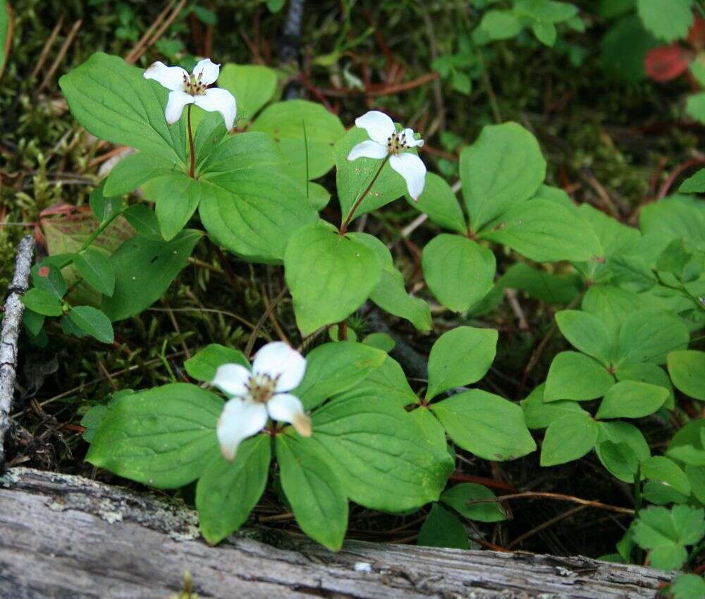 Image of bunchberry dogwood