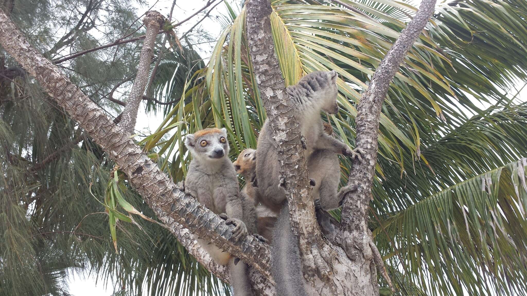 Image of Crowned Lemur