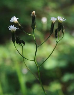 Image of white hawkweed