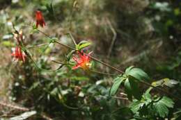 Image of western columbine