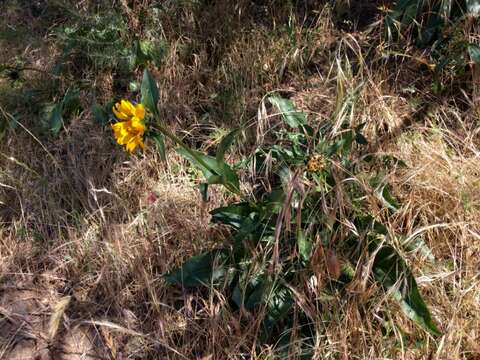 Image of Mt. Diablo helianthella