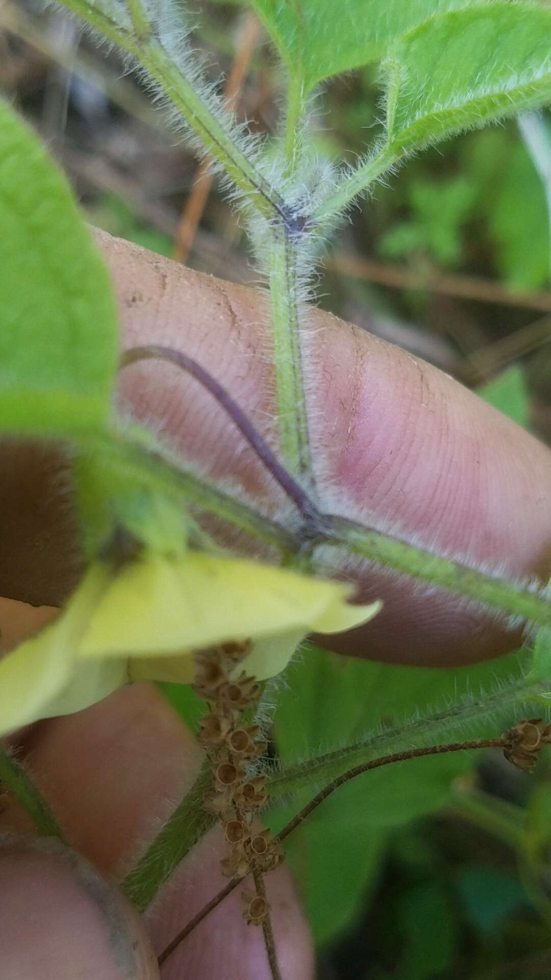 Imagem de Physalis pubescens L.