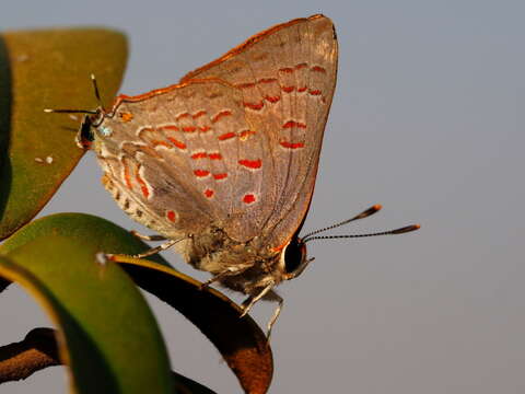 Image of Apricot Playboy