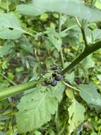 صورة Solanum pseudogracile C. B. Heiser