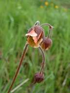 Image of Water Avens