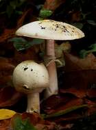 Imagem de Agaricus sylvicola