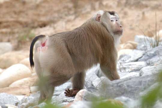 Image of Northern Pig-tailed Macaque