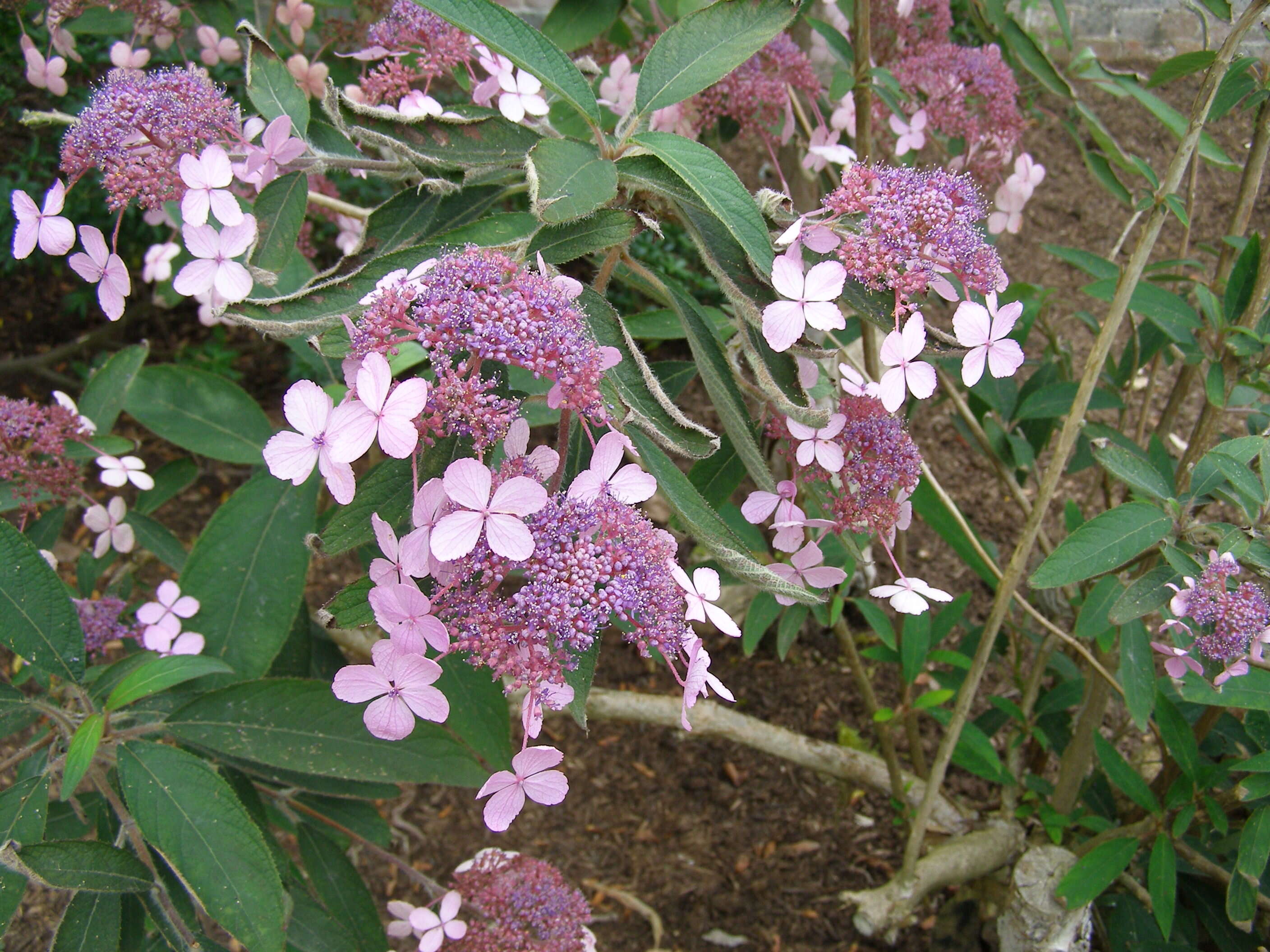 Image of Hydrangea aspera Buch.-Ham. ex D. Don