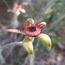 Imagem de Caladenia discoidea Lindl.