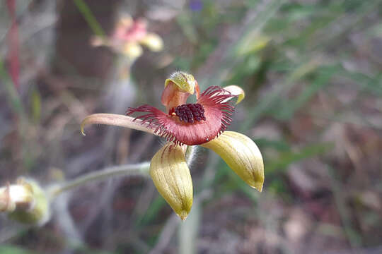 Image of Dancing spider orchid