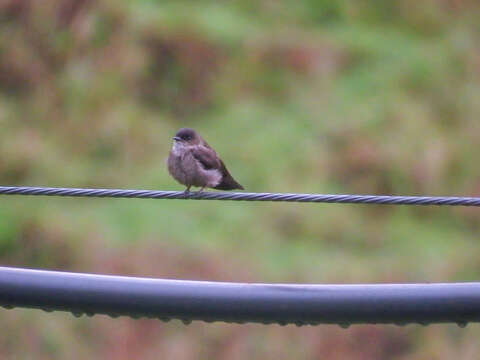 Image of White-thighed Swallow