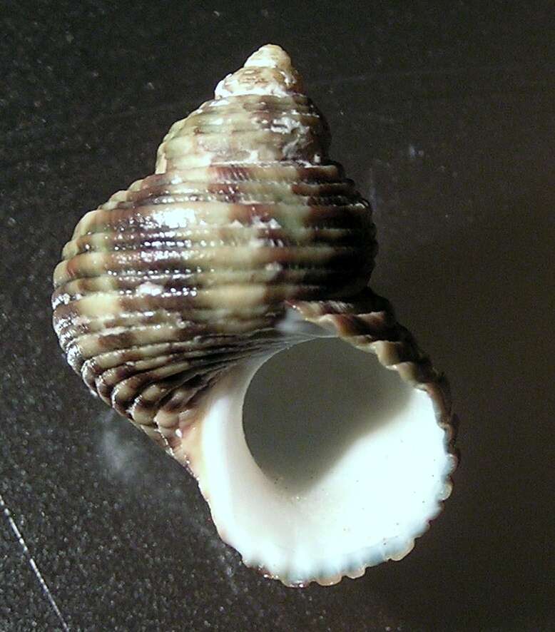 Image of silver-mouthed turban