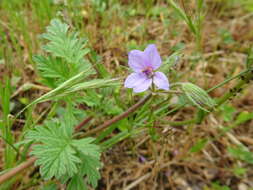 Erodium ciconium (L.) L'Her. resmi