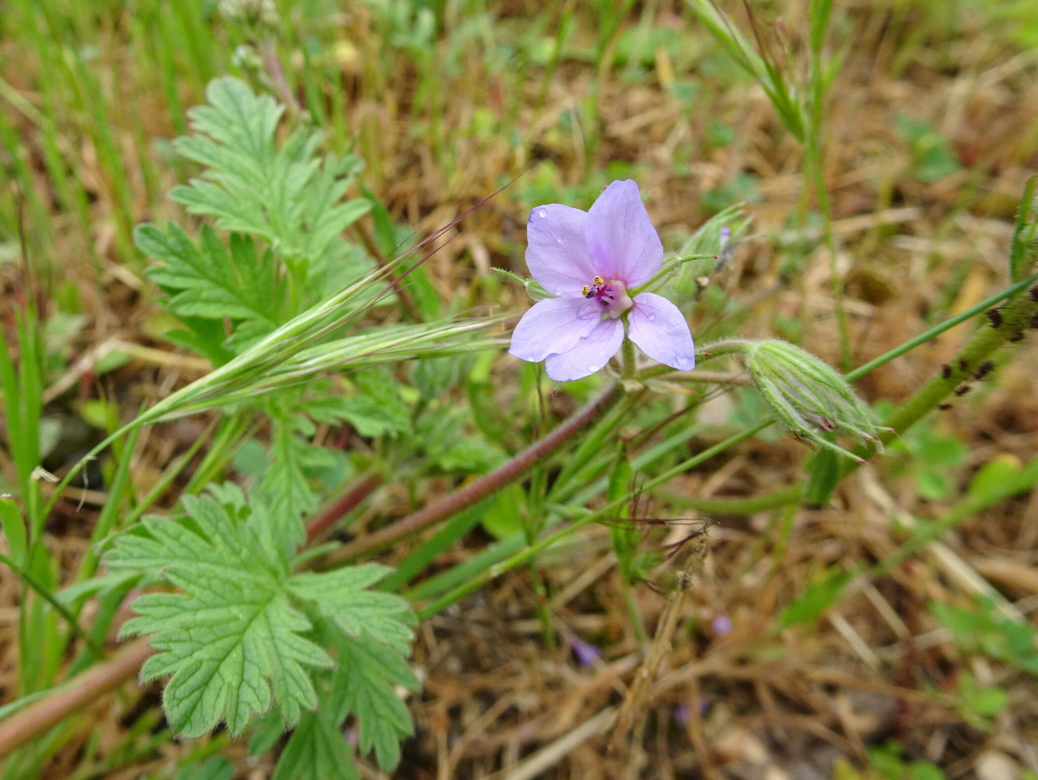 Erodium ciconium (L.) L'Her. resmi