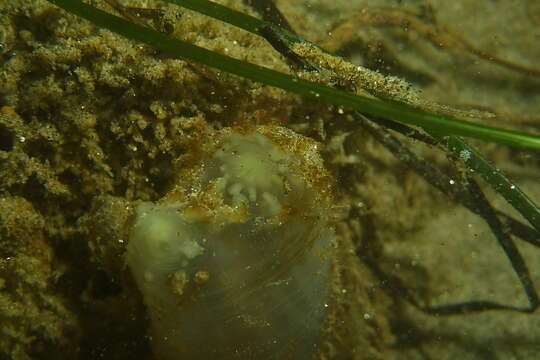 Image of Tunicate