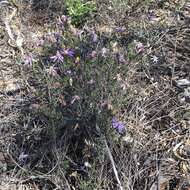 Image of Olearia magniflora F. Müll.