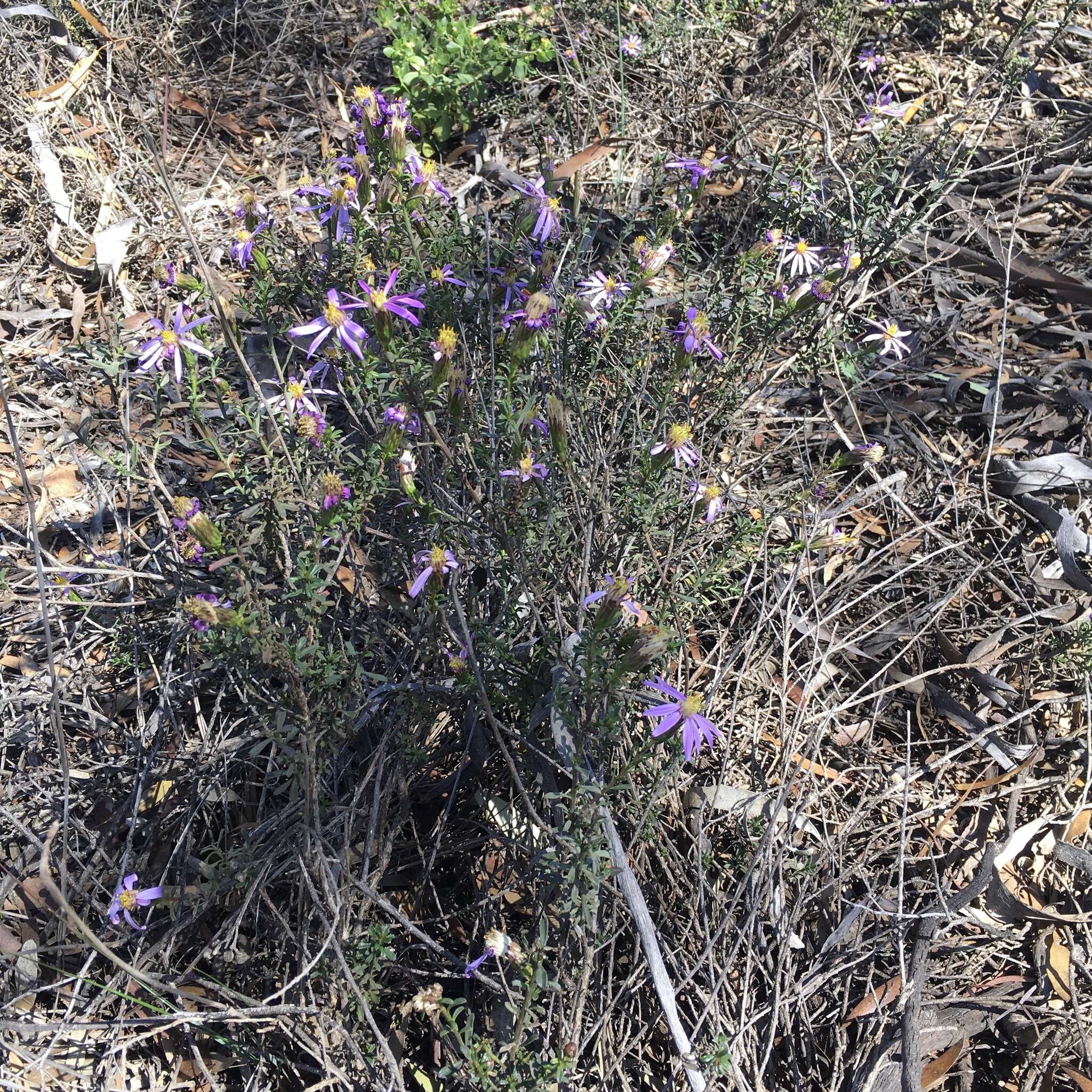 Image of splendid daisy-bush