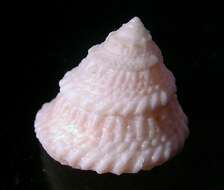 Image of American starsnail