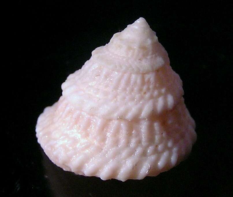 Image of American starsnail