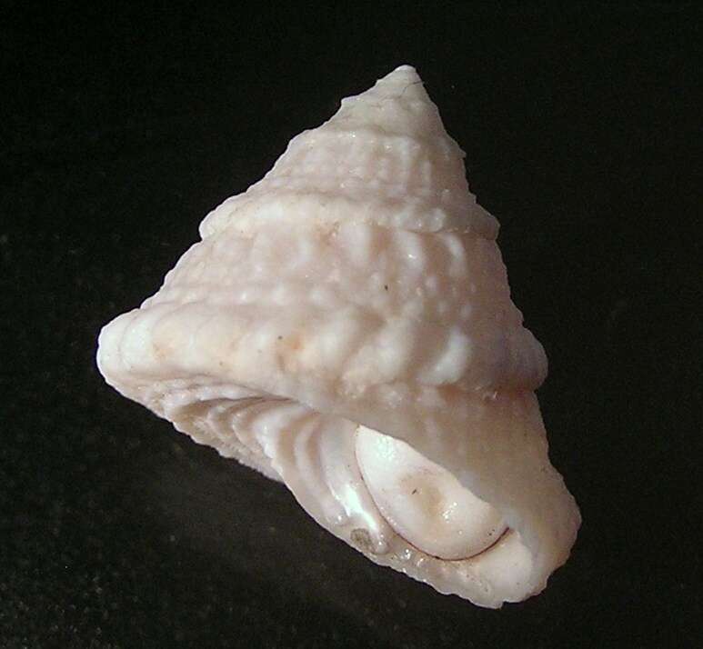 Image of American starsnail