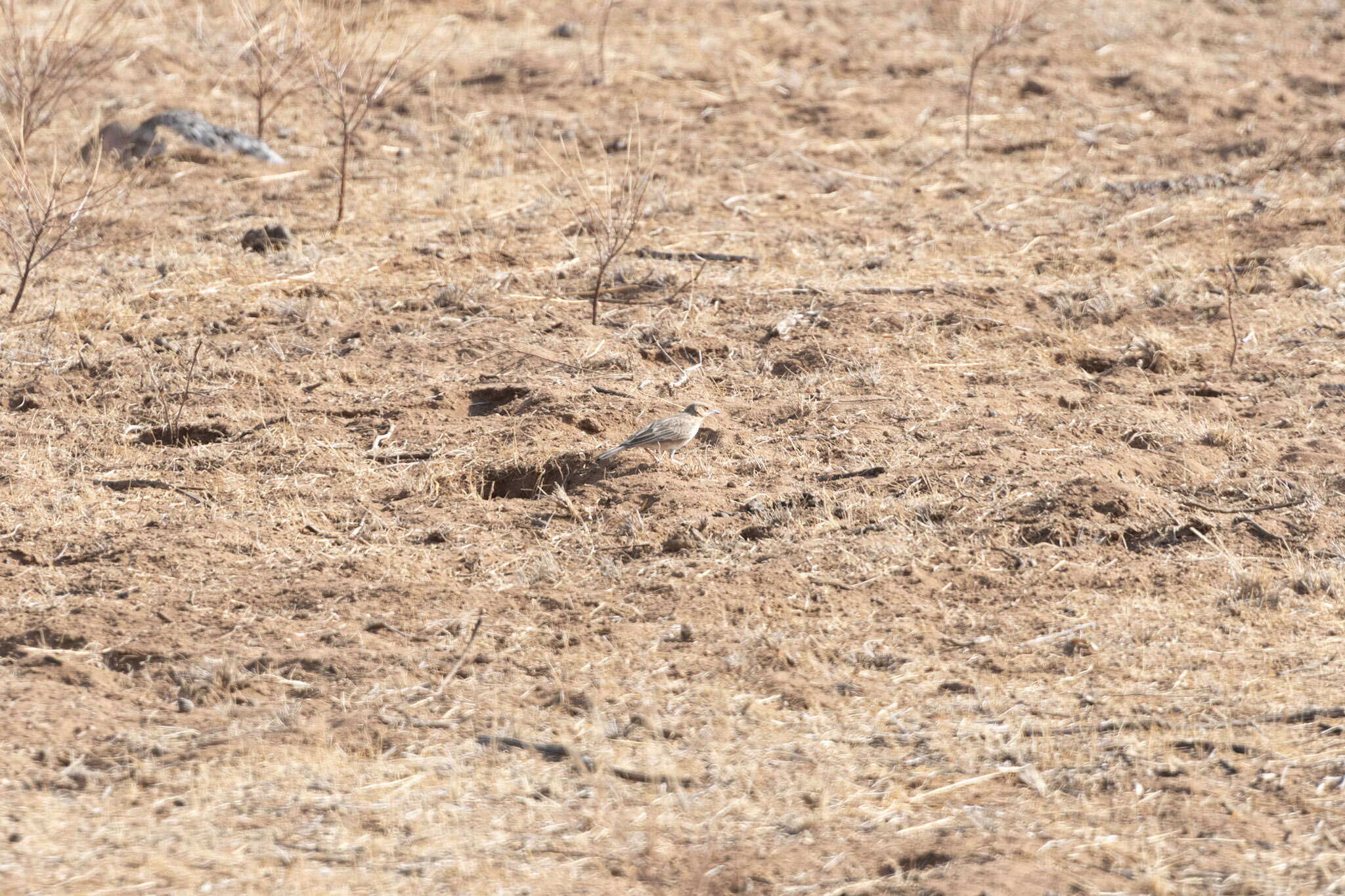 Image of Pink-breasted Lark