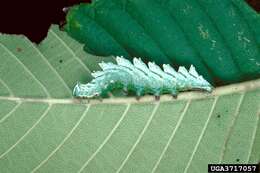 Image of Double-toothed Prominent