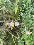 Image of Wand Jaboncillo