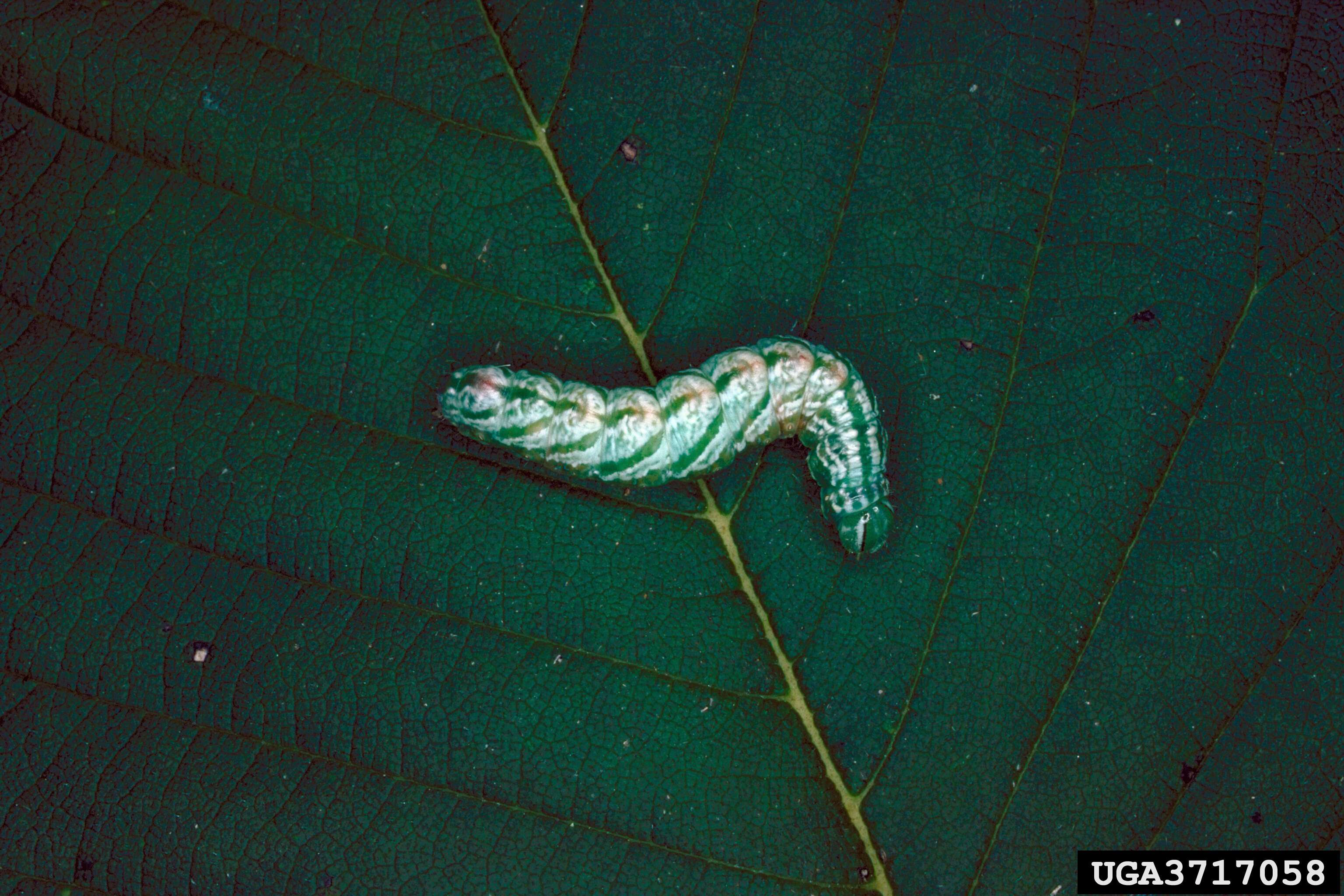 Image of Double-toothed Prominent