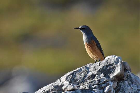 Image de Merle de roche montagnard