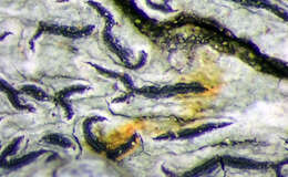 Imagem de Graphis elegans (Borrer ex Sm.) Ach.