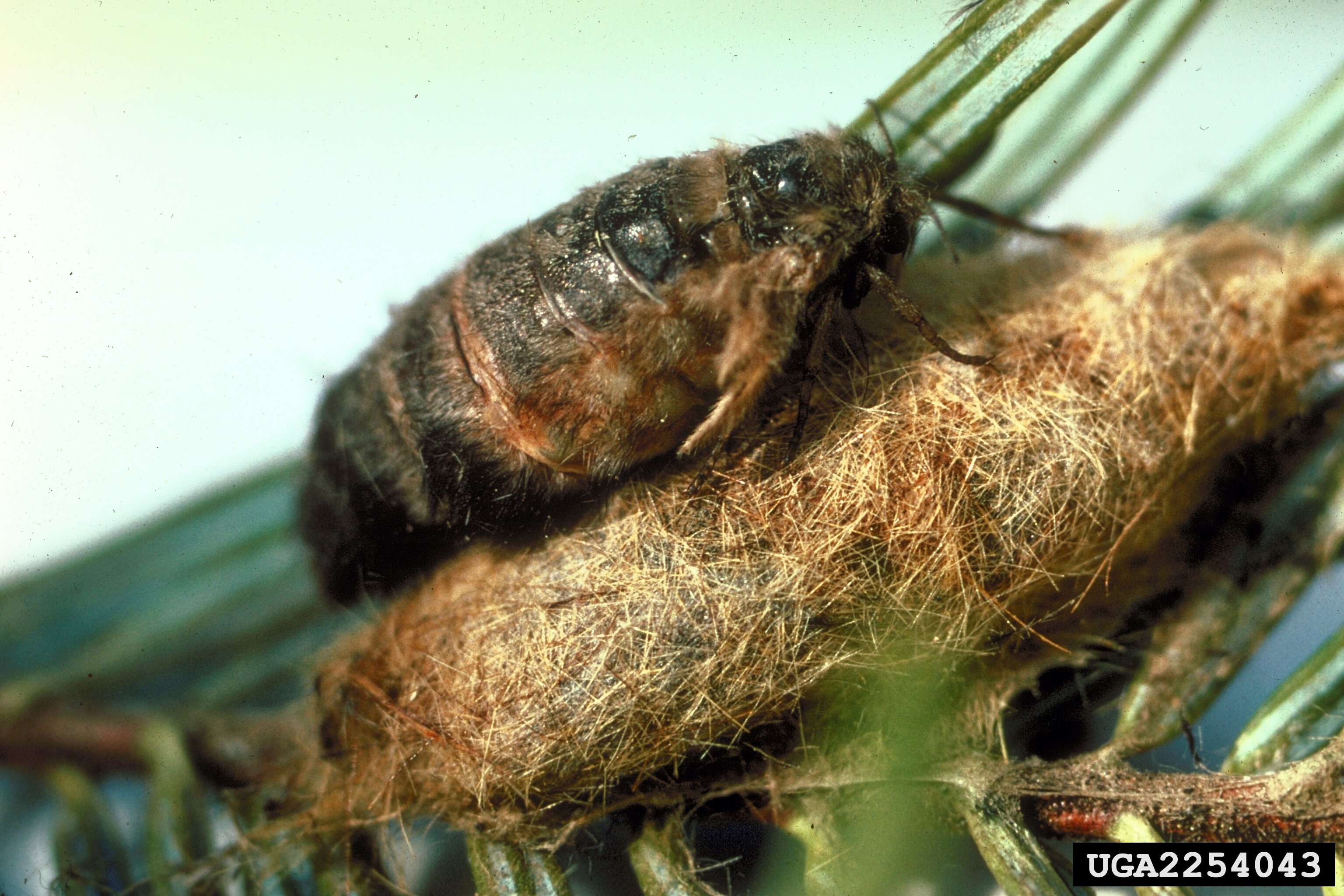 Imagem de Hemerocampa pseudotsugata McDunnough 1921