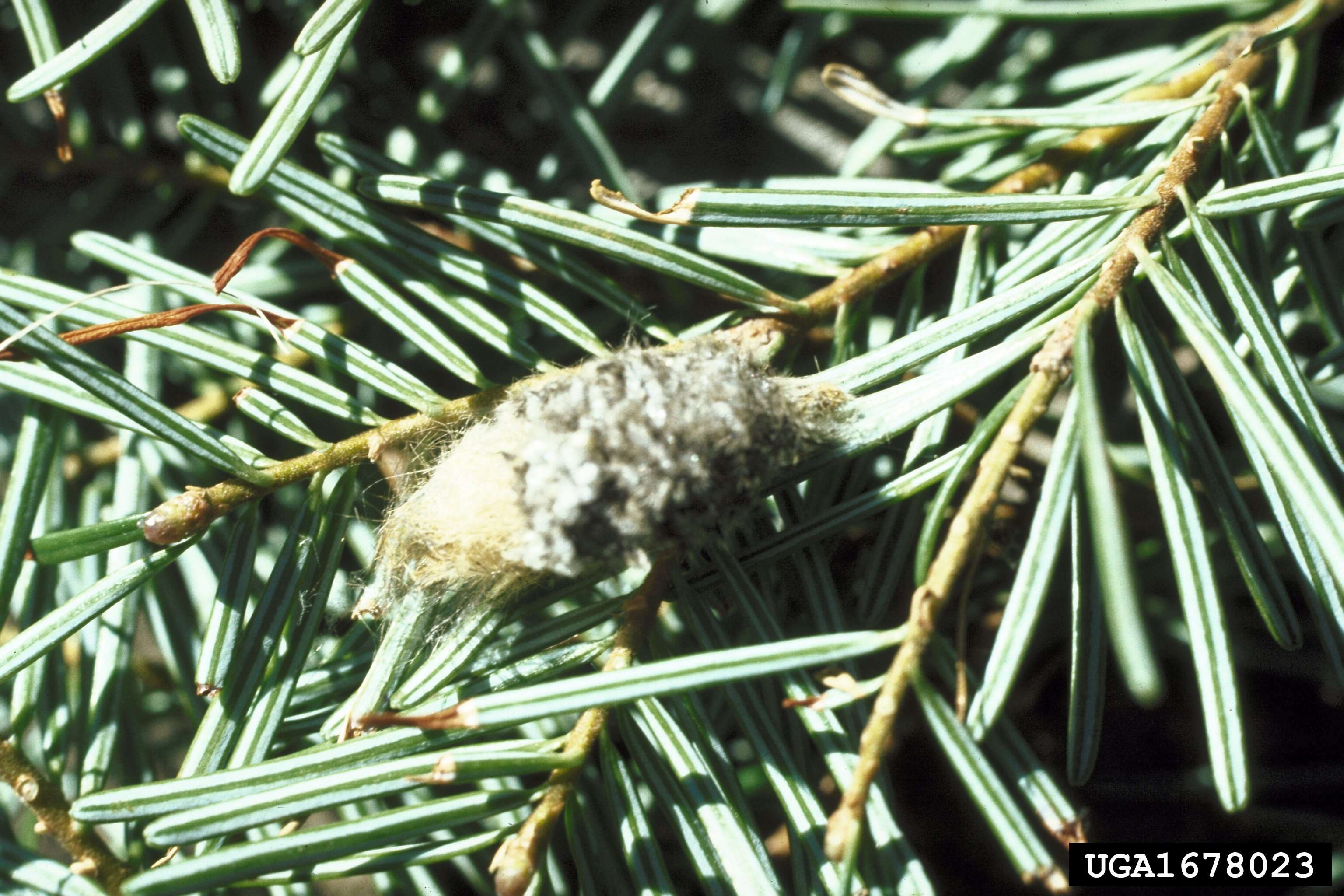 Imagem de Hemerocampa pseudotsugata McDunnough 1921