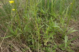 Image of Ranunculus pedatus Waldst. & Kit.