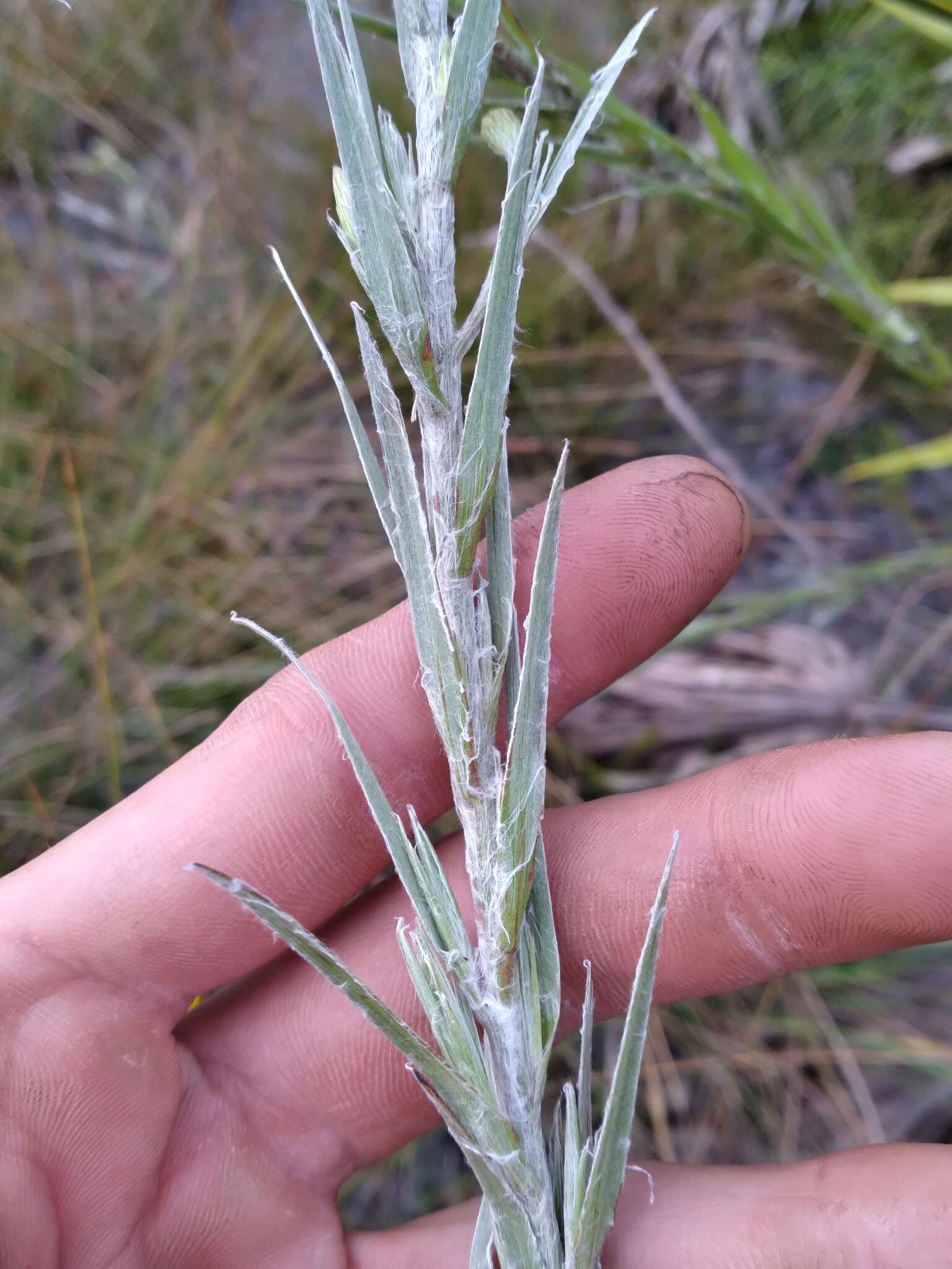 Image of Tracy's silkgrass