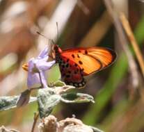 Image of Acraea acrita ambigua Trimen 1891