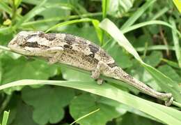 Image of Black-headed Dwarf Chameleon