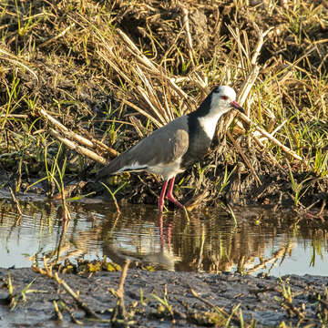 Image of Long-toed Lapwing