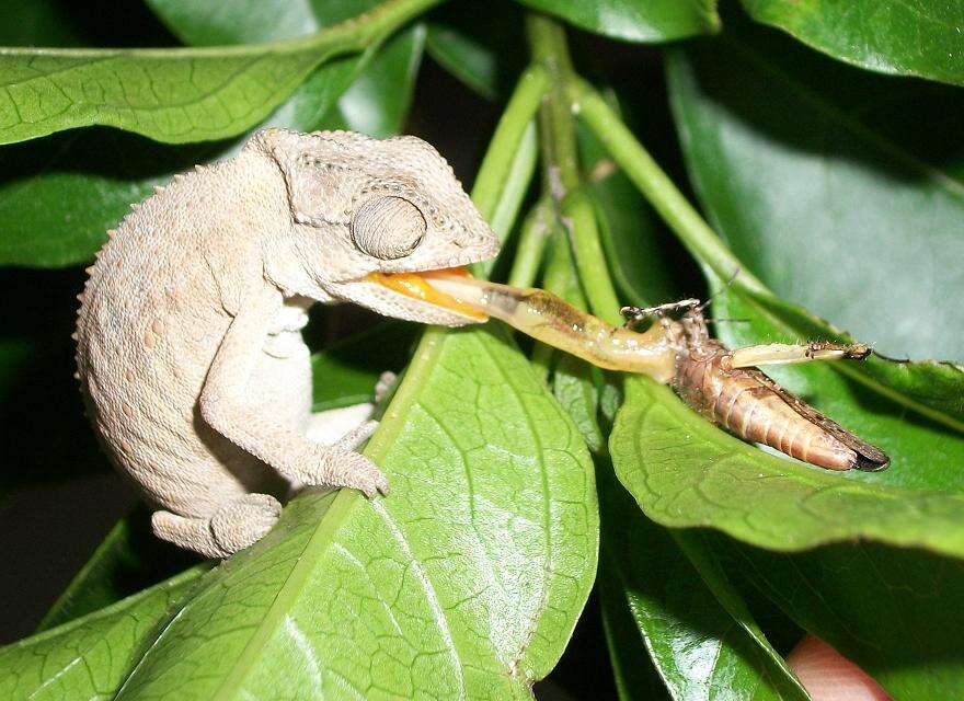 Image of Black-headed Dwarf Chameleon