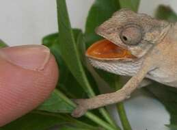 Image of Black-headed Dwarf Chameleon