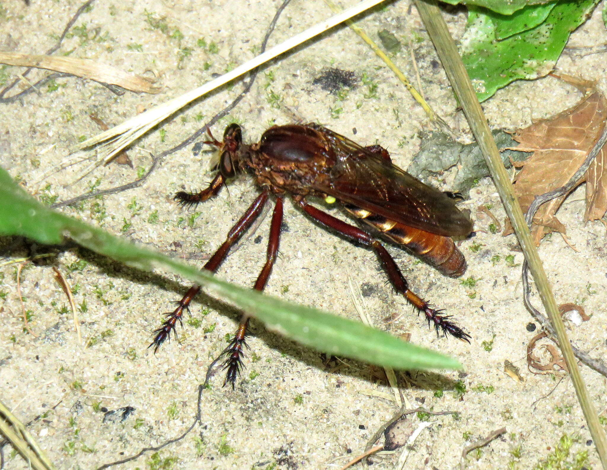 Image of Diogmites basalis (Walker 1851)