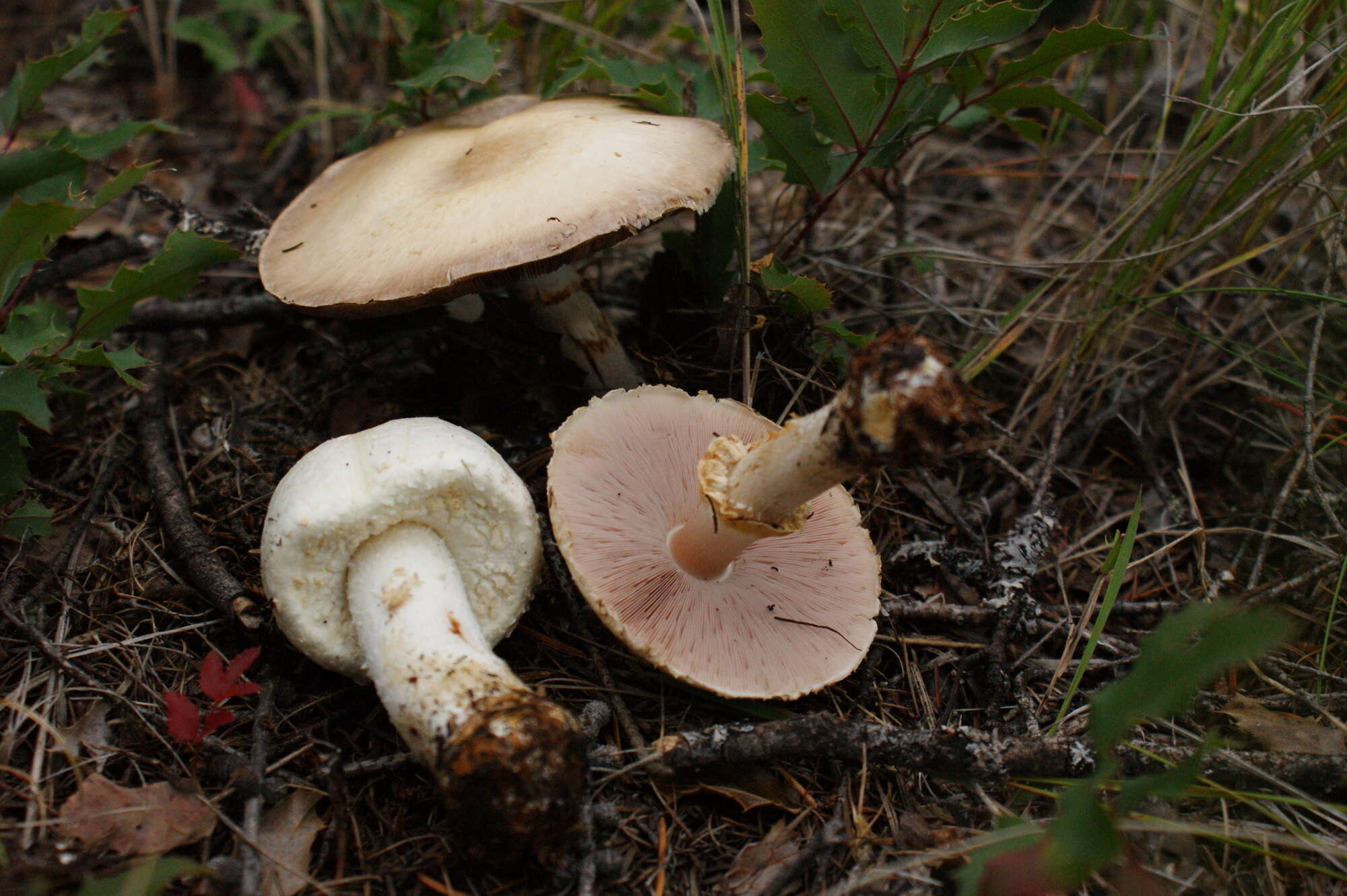 Imagem de Agaricus sylvicola