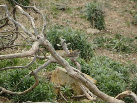 Image of <i>Anthus berthelotii madeirensis</i>