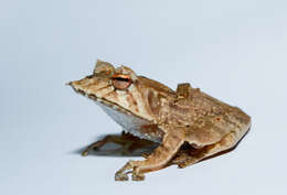 Image of Banded Horned Treefrog