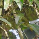 Image of Fraser's Sunbird