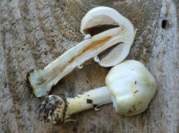 Imagem de Agaricus sylvicola